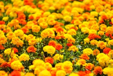 Marigold 12