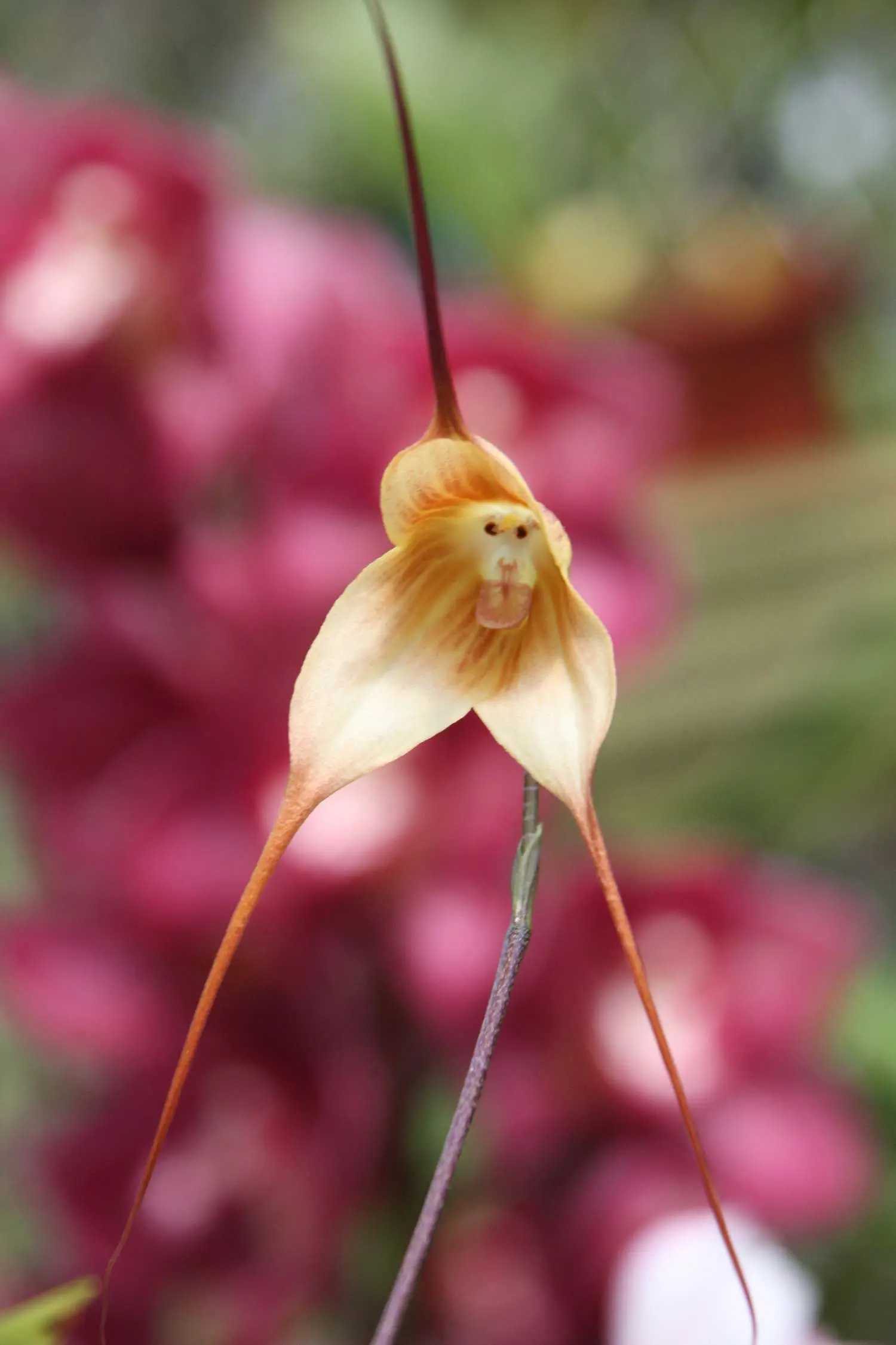 Monkey Face Orchid Flowers 1