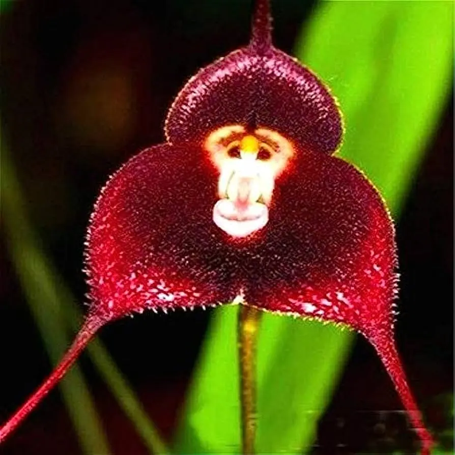 Monkey Face Orchid Flowers 2
