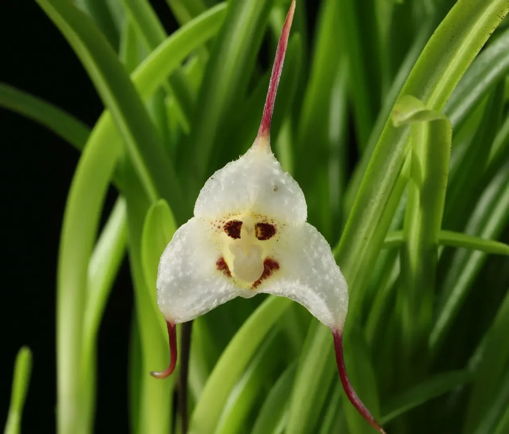 Monkey Face Orchid Flowers 4