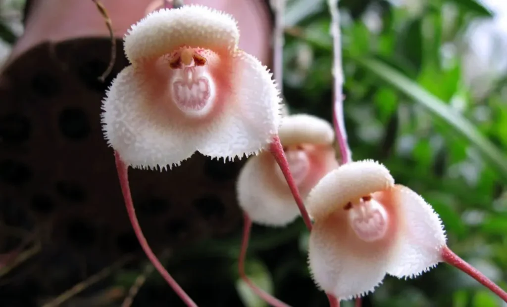 Monkey Face Orchid Flowers 6
