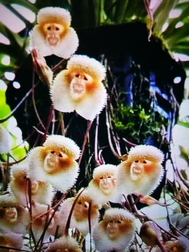 Monkey Face Orchid Flowers 7