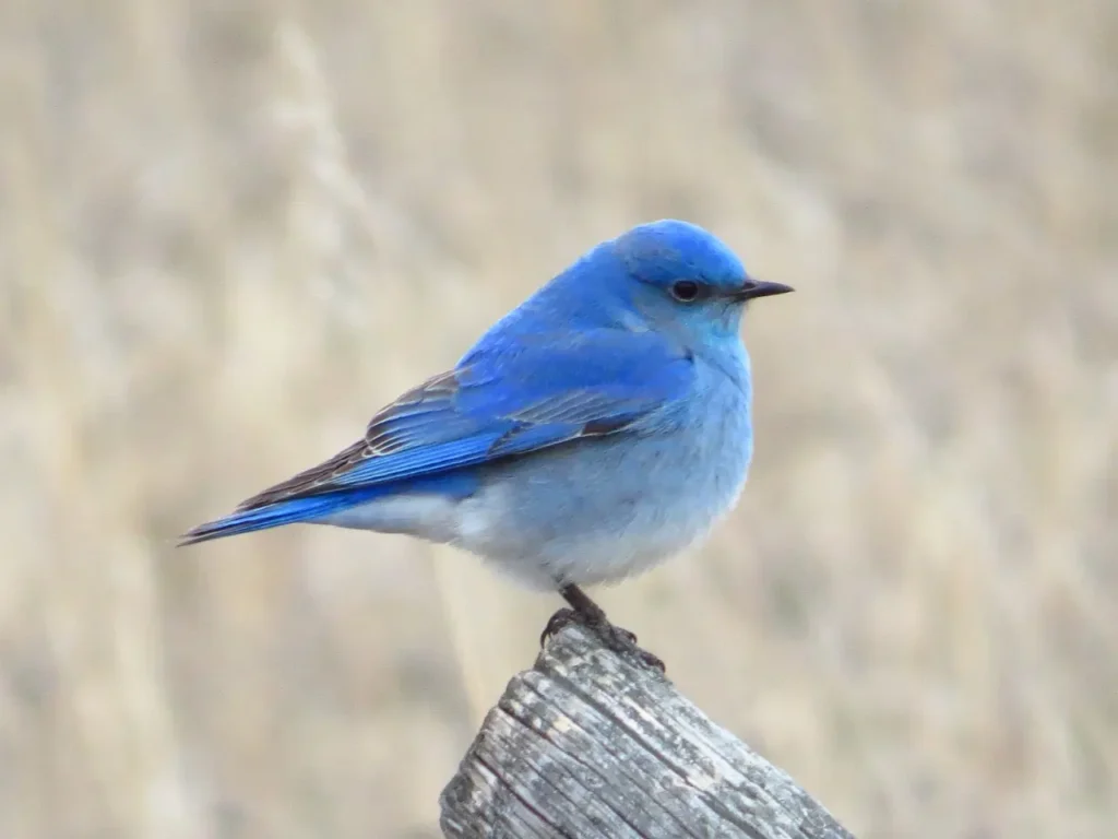 Mountain Bluebird 10