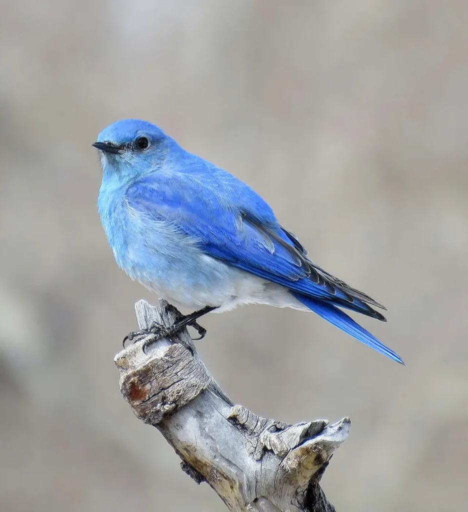 Mountain Bluebird 11