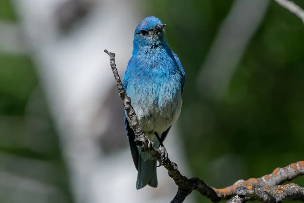Mountain Bluebird 26