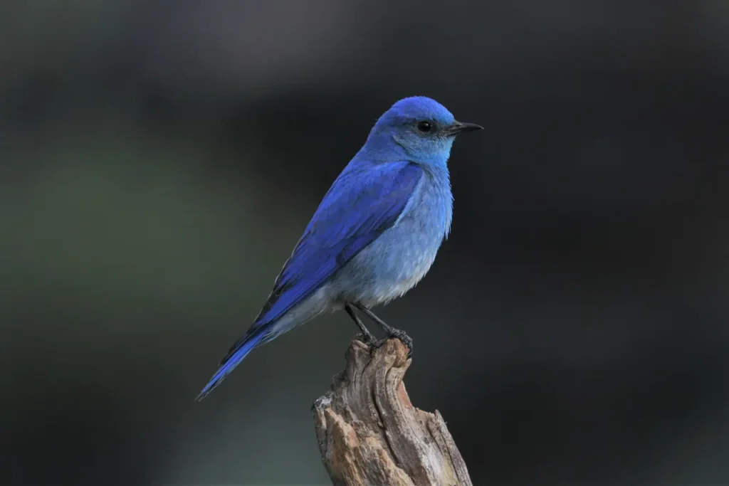 Mountain Bluebird 35