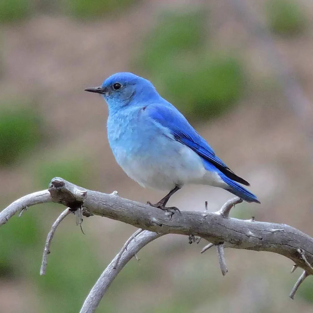 Mountain Bluebird 36