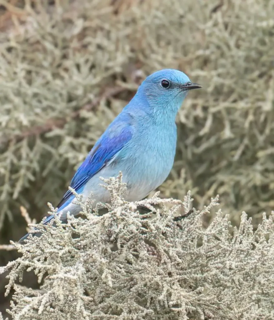 Mountain Bluebird 38