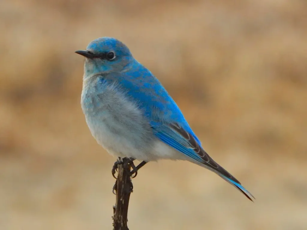 Mountain Bluebird 39