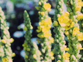 Mullein Flowers 9