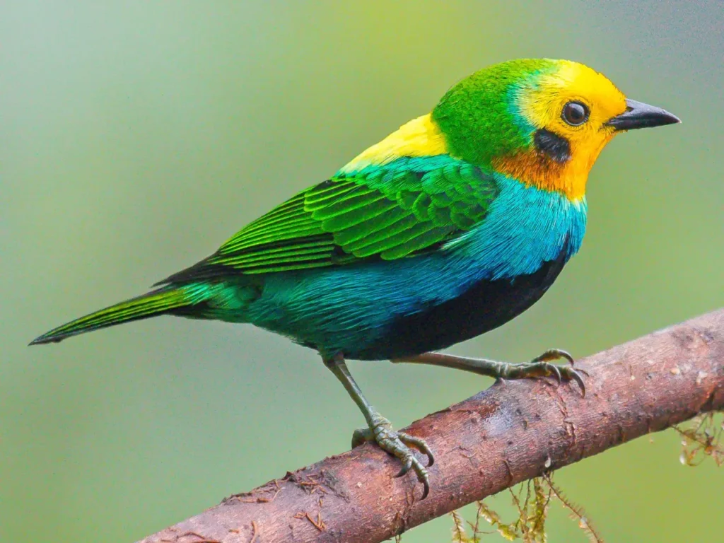 Multicolored Tanager 1