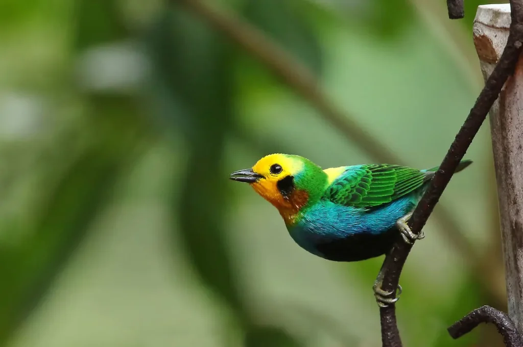 Multicolored Tanager 10