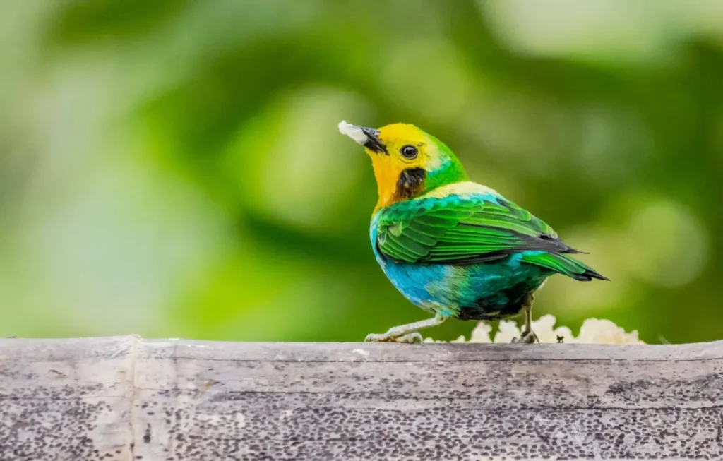Multicolored Tanager 11