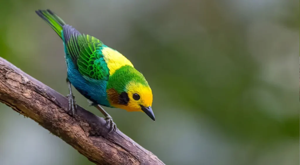 Multicolored Tanager 13
