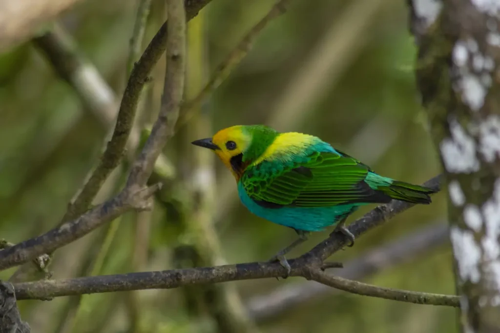 Multicolored Tanager 14