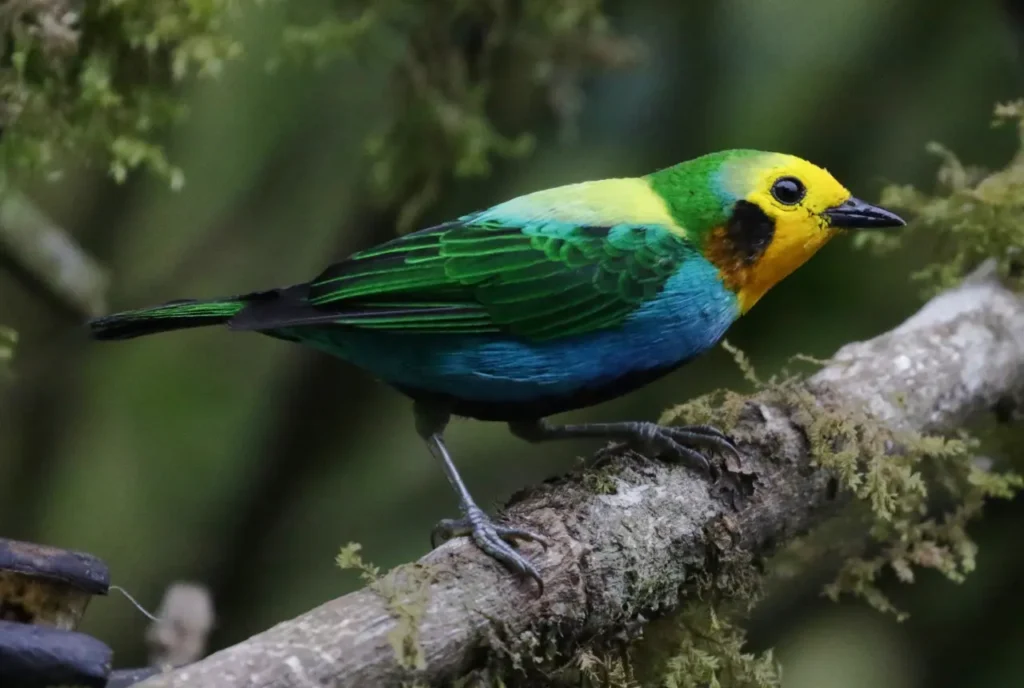 Multicolored Tanager 15