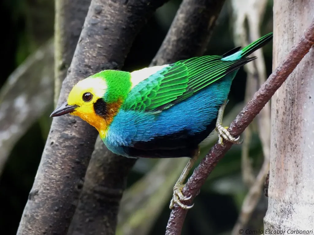 Multicolored Tanager 16