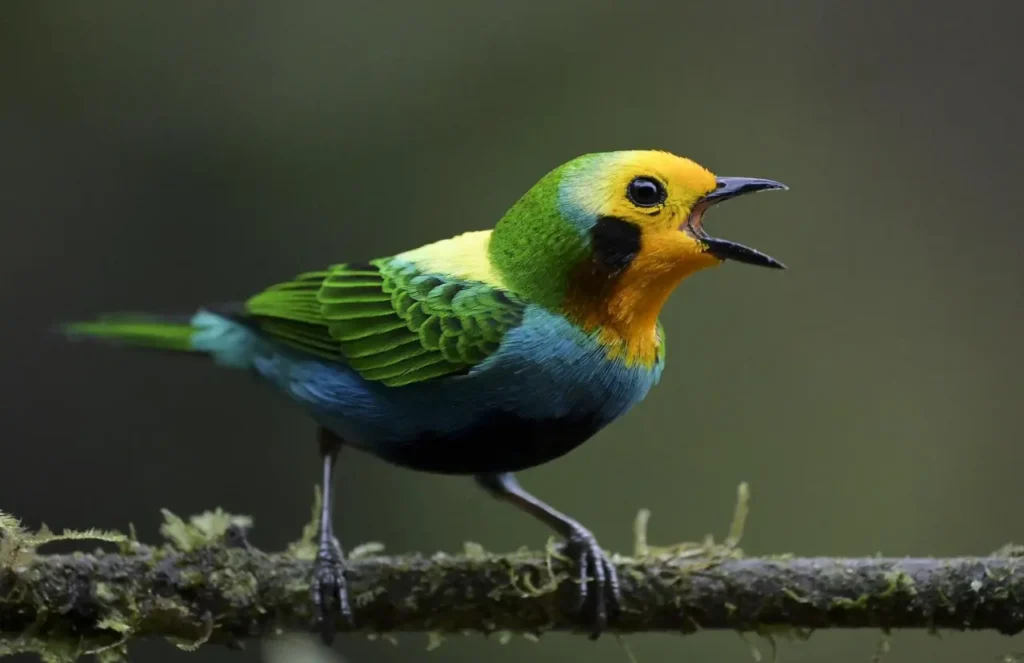 Multicolored Tanager 17