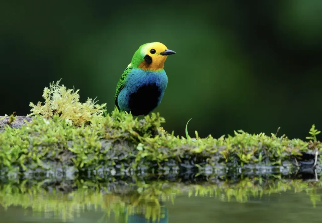 Multicolored Tanager 18