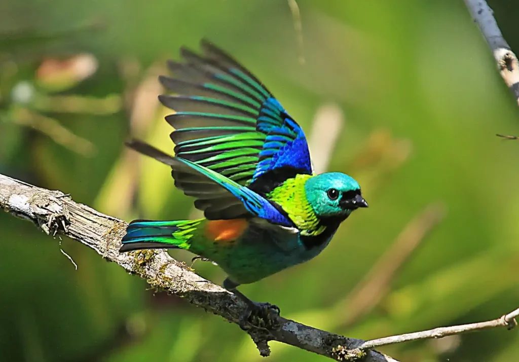 Multicolored Tanager 19