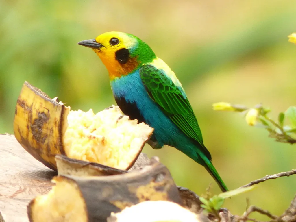 Multicolored Tanager 2