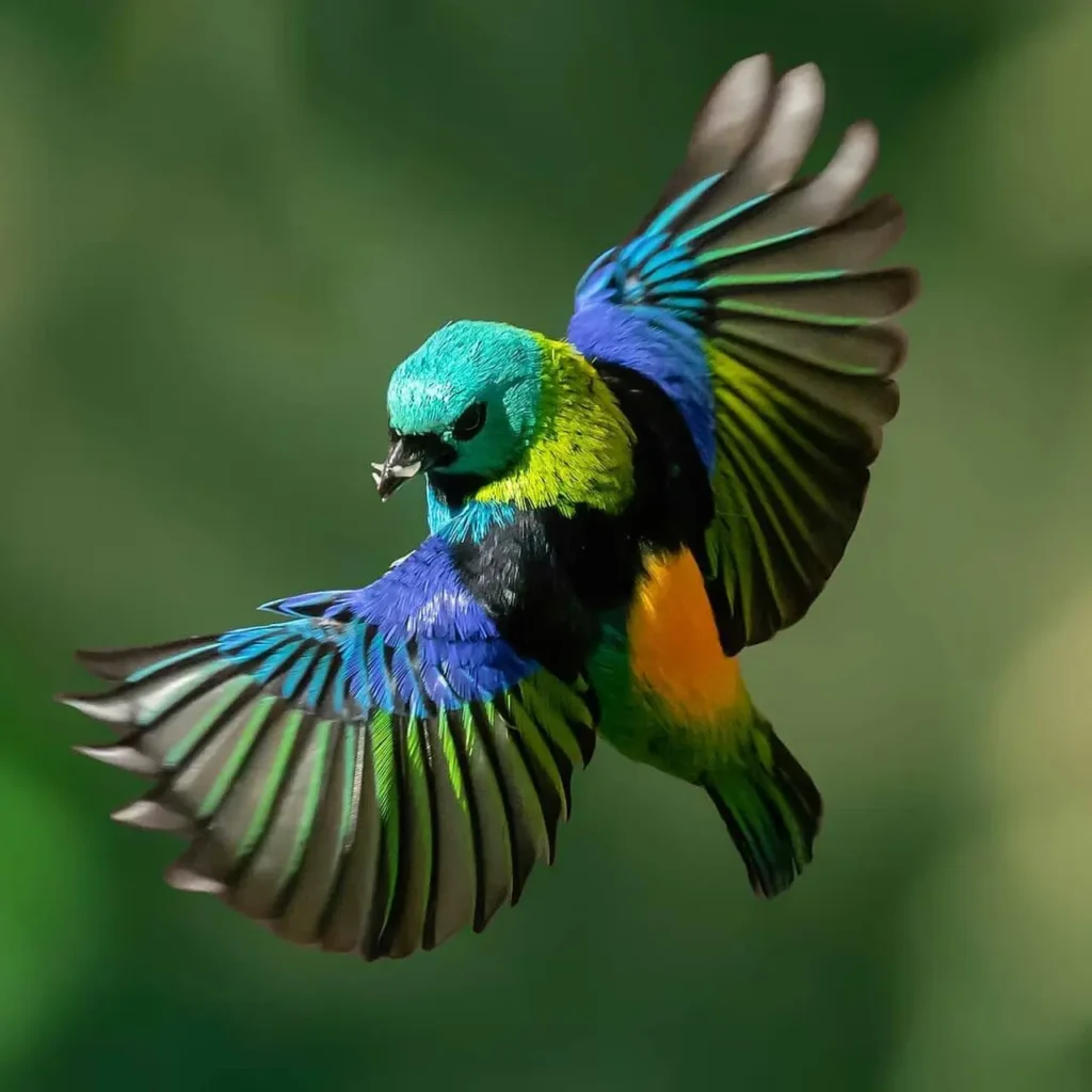 Multicolored Tanager 20
