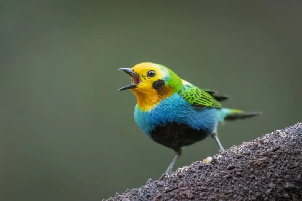 Multicolored Tanager 21