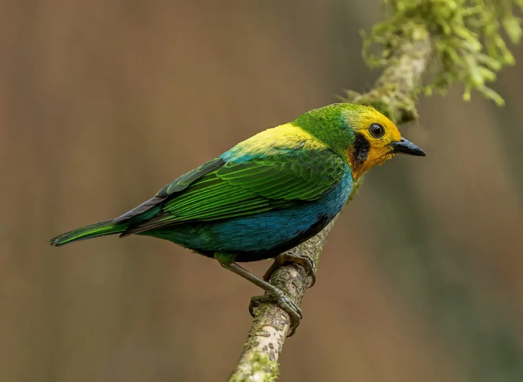 Multicolored Tanager 23