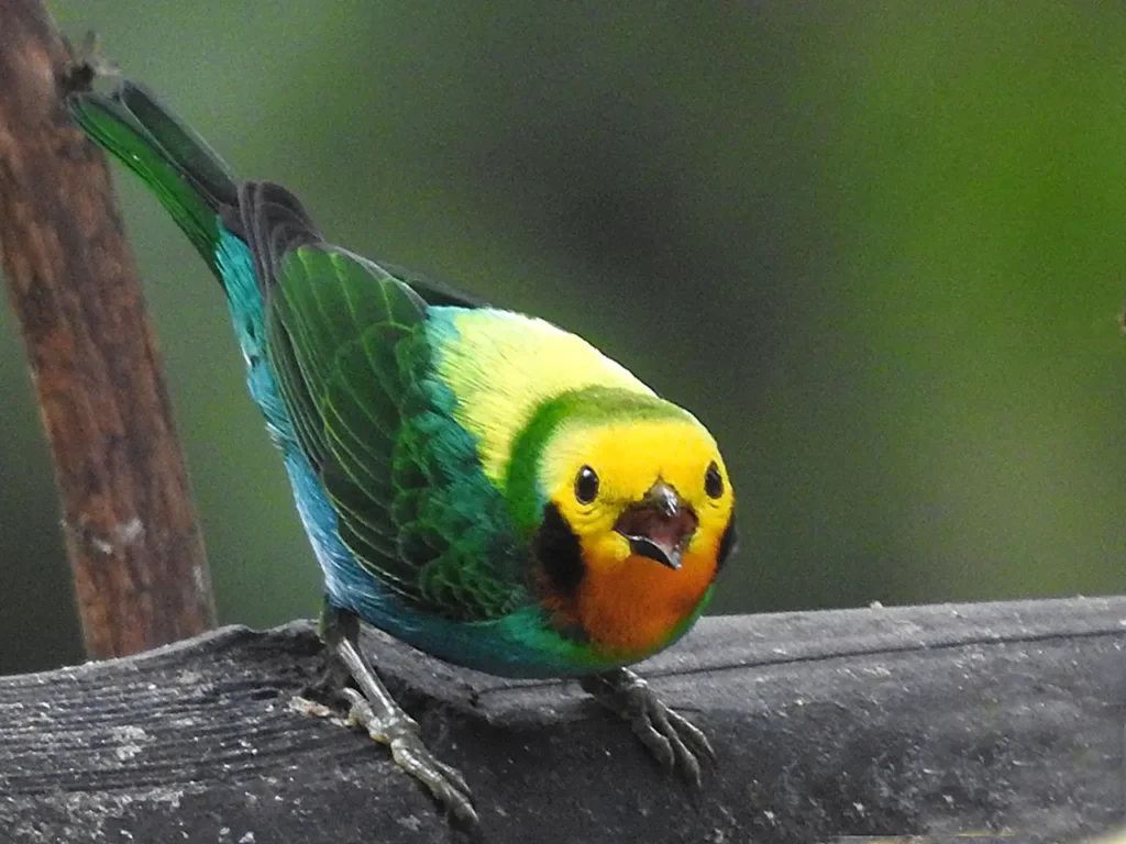 Multicolored Tanager 25