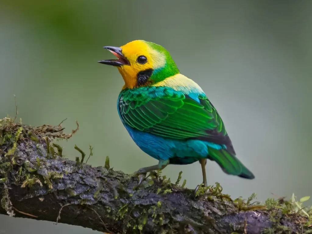 Multicolored Tanager 3