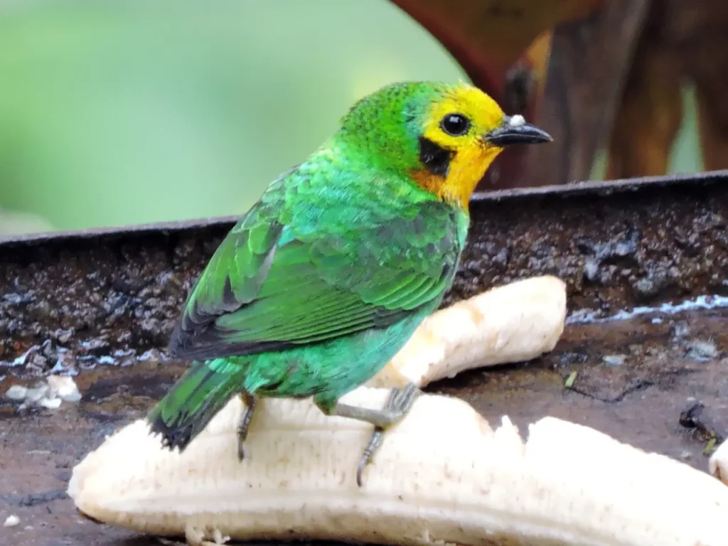 Multicolored Tanager 4