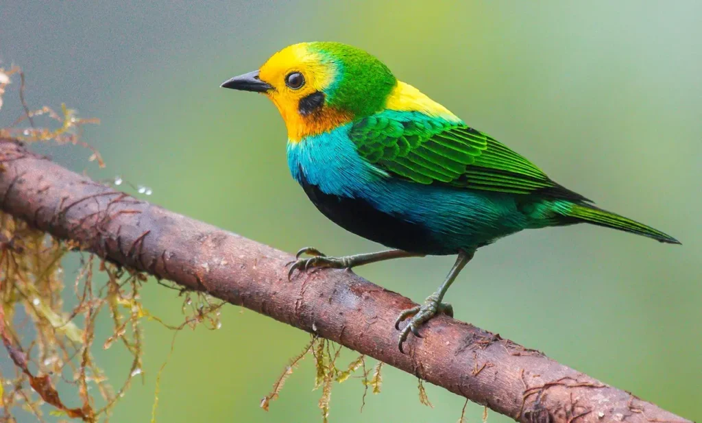 Multicolored Tanager 5