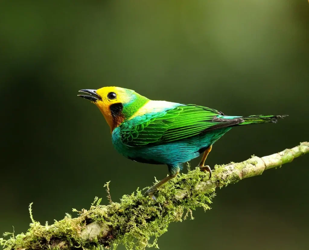 Multicolored Tanager 6