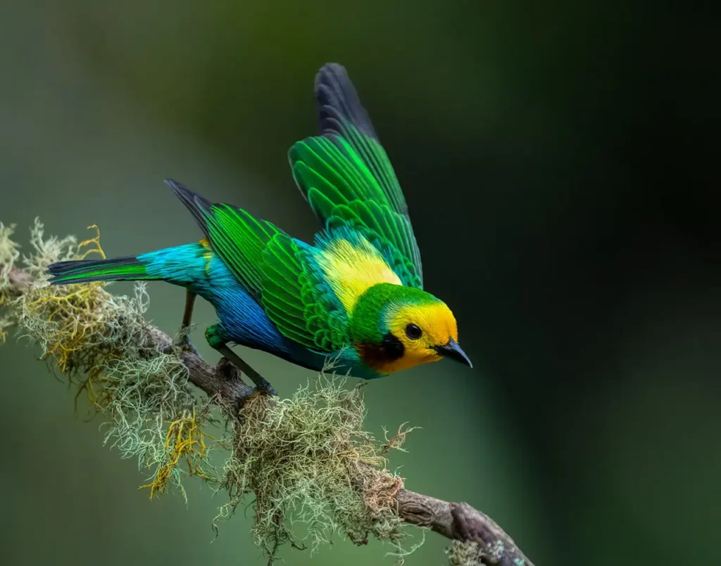 Multicolored Tanager 7