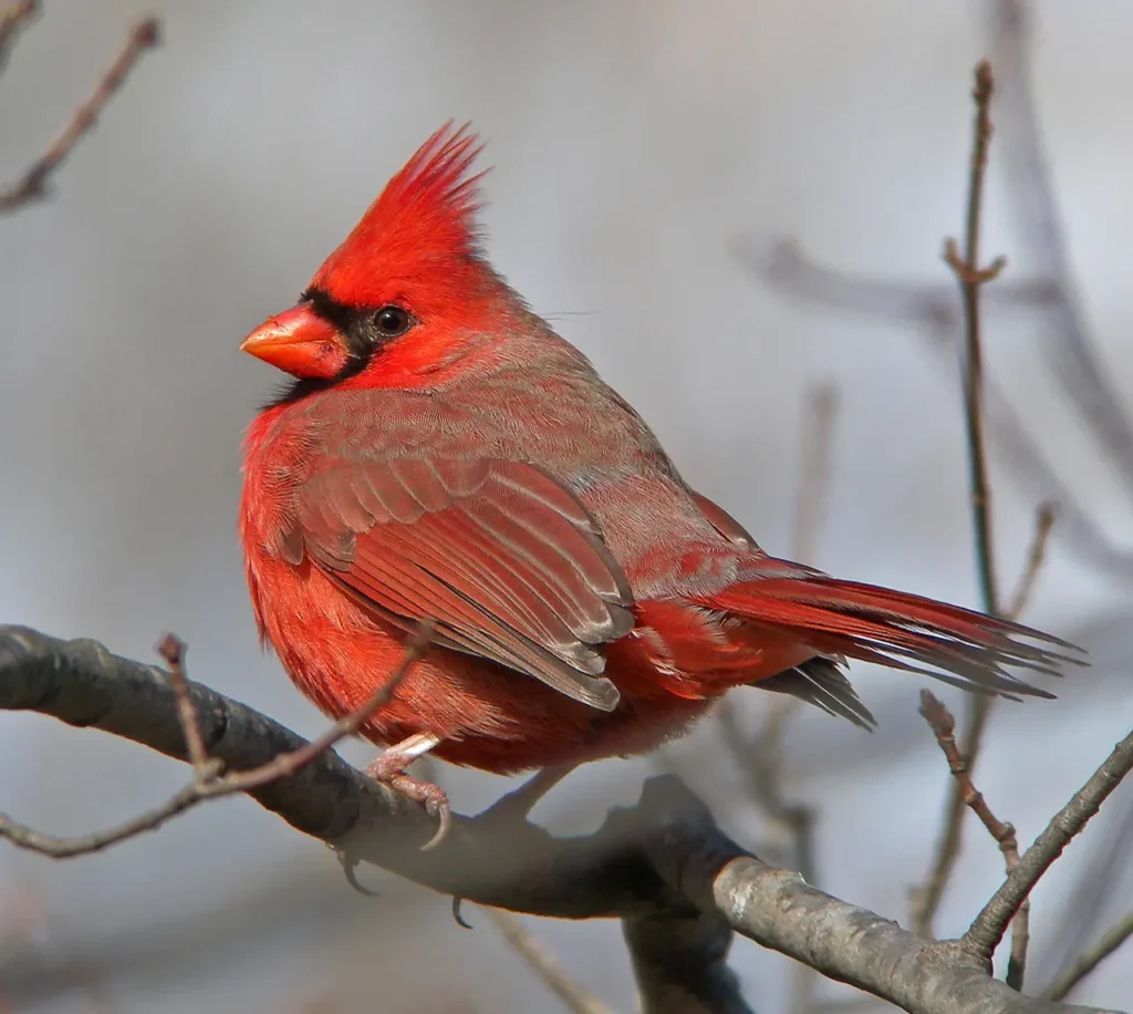 Northern Cardinal 10
