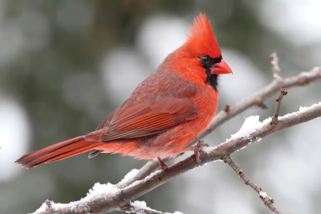 Northern Cardinal 11