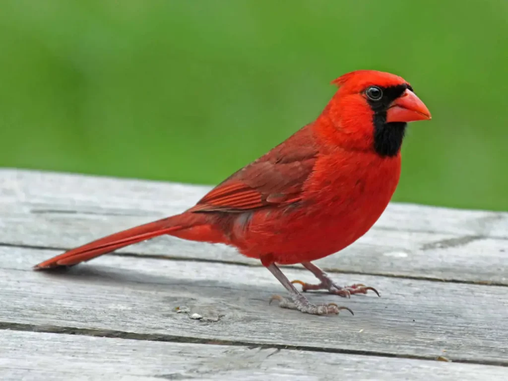 Northern Cardinal 12