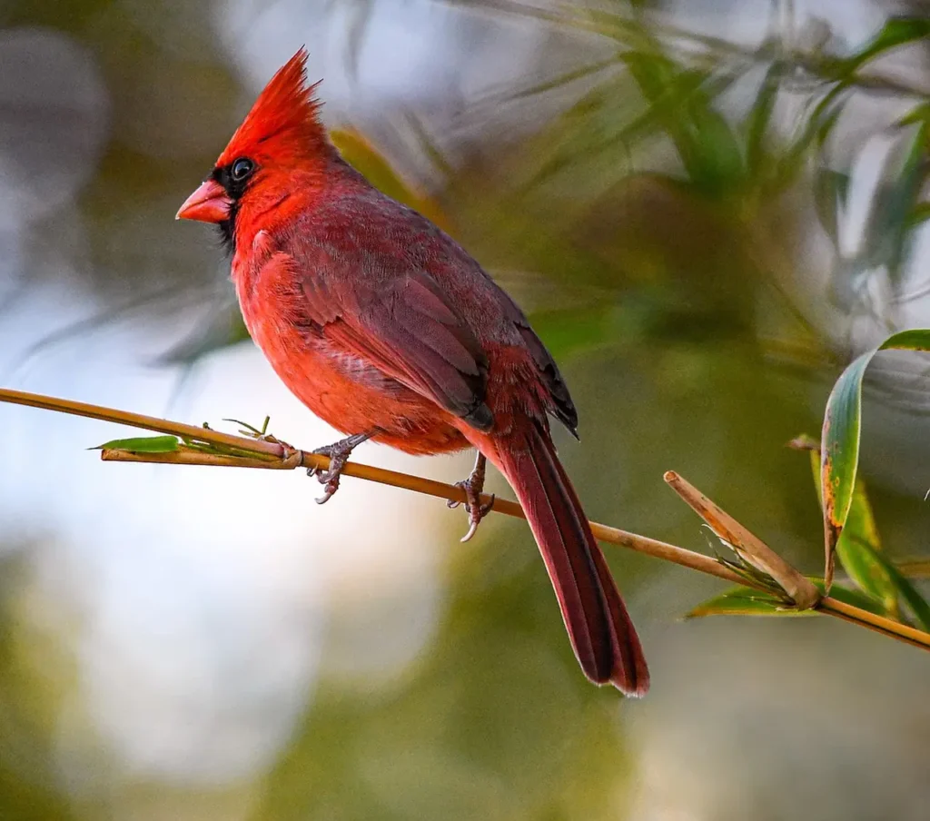 Northern Cardinal 13