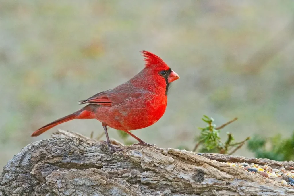 Northern Cardinal 14