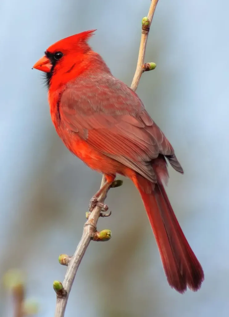 Northern Cardinal 15