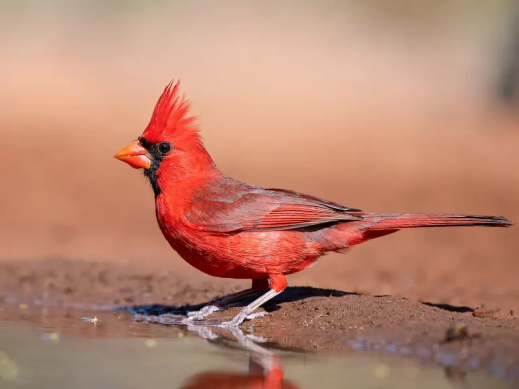 Northern Cardinal 2