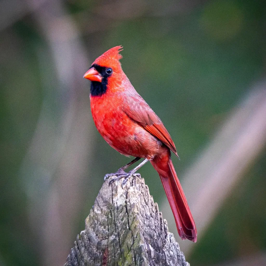 Northern Cardinal 21