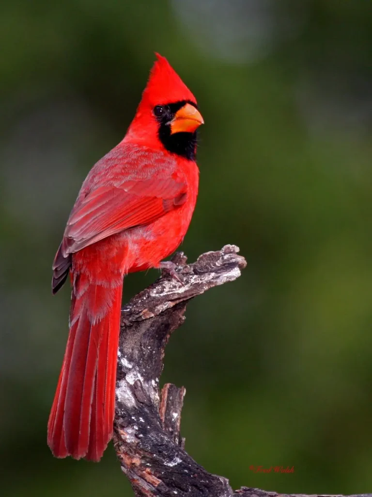 Northern Cardinal 26