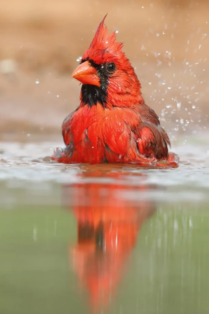 Northern Cardinal 31