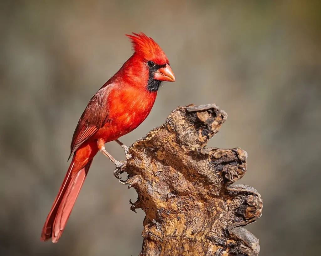 Northern Cardinal 35