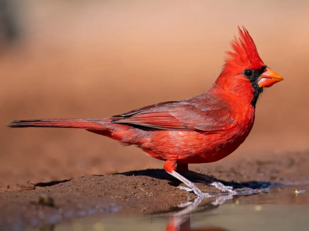 Northern Cardinal 5