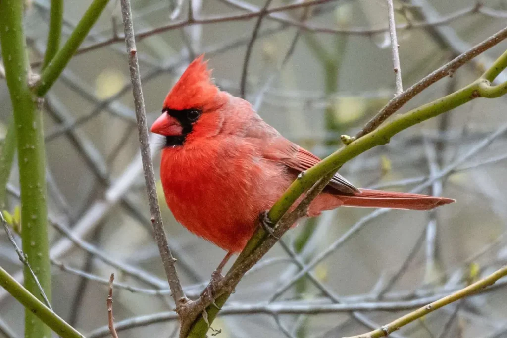 Northern Cardinal 6