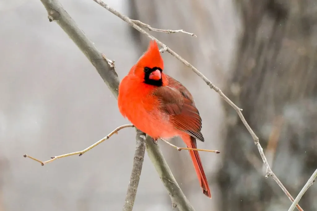 Northern Cardinal 7