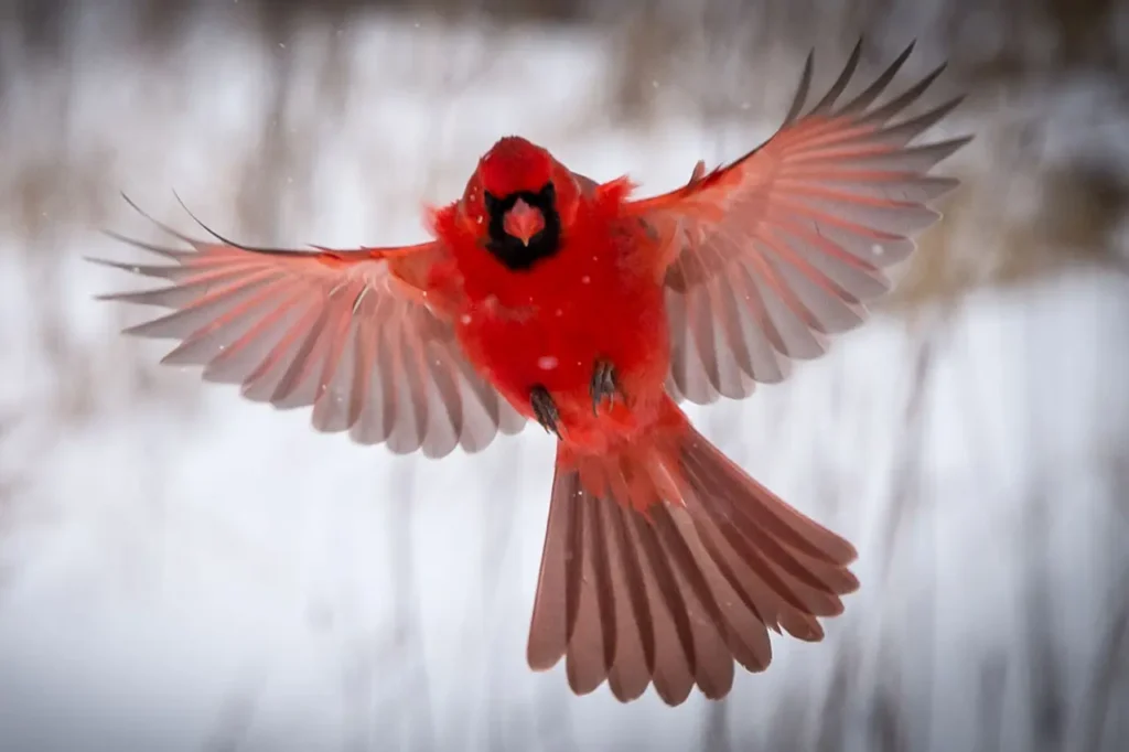 Northern Cardinal 8