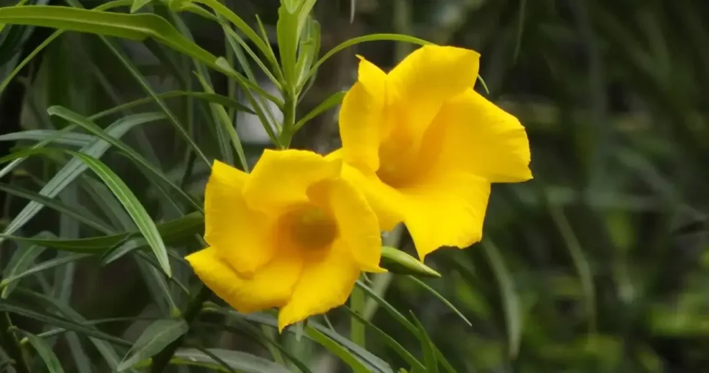 Oleander Flower 1